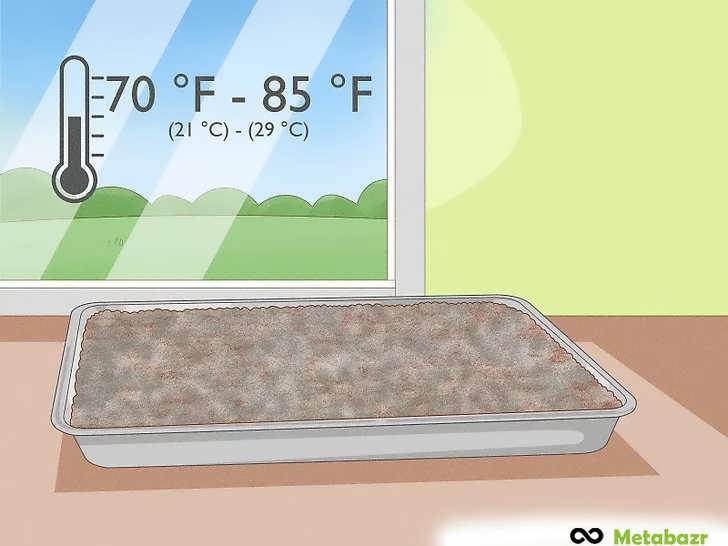 سینی را در نور غیرمستقیم خورشید قرار دهید