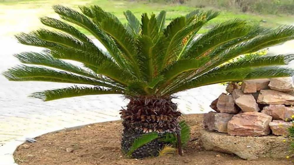 سیکاس تک ساقه در فضای بیرون