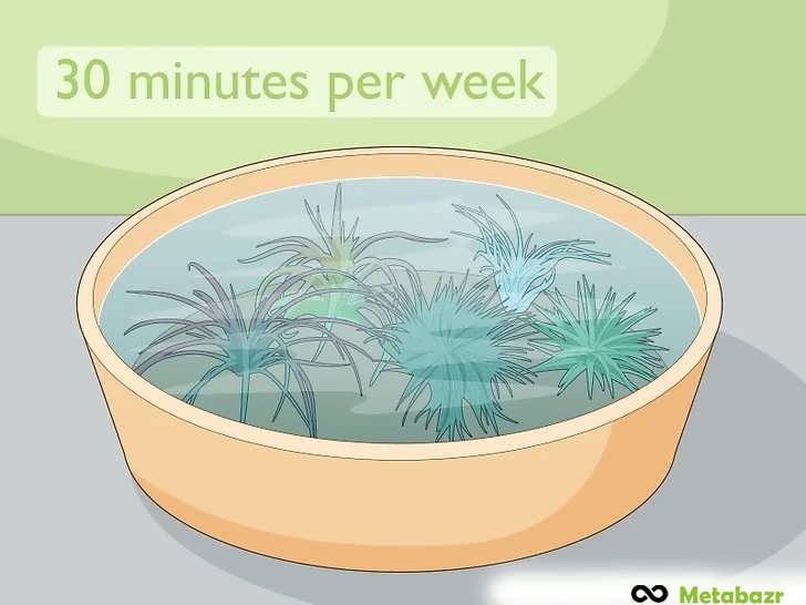 خیساندن گیاهان هوازی در یک تشت یا سینک آب