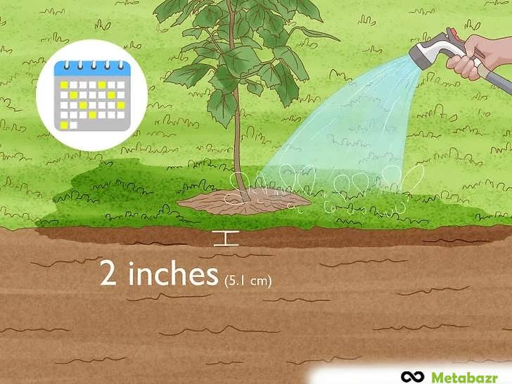 در طول اولین تابستان، آبیاری درخت خود را تکمیل کنید.