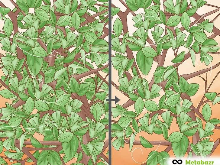 تنک کردن شاخه های درهم تنیده