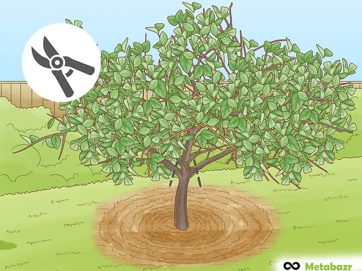 برای حفظ ایمنی در حین هرس، شاخه های بزرگ را به تنه درخت ببندید