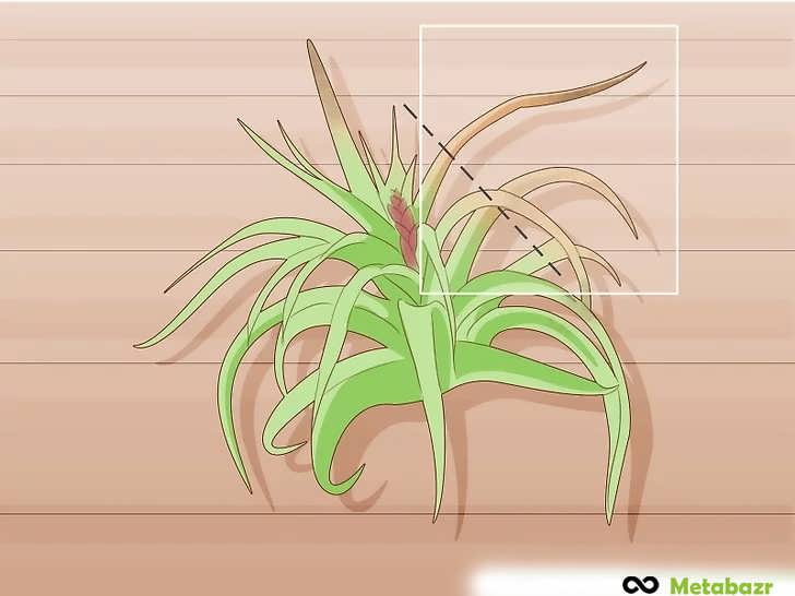 برش نوک برگ ها