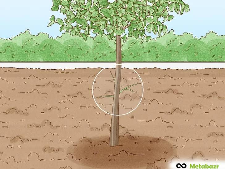 کوتاه کردن نرک ها برای کمک به تحریک رشد بیشتر
