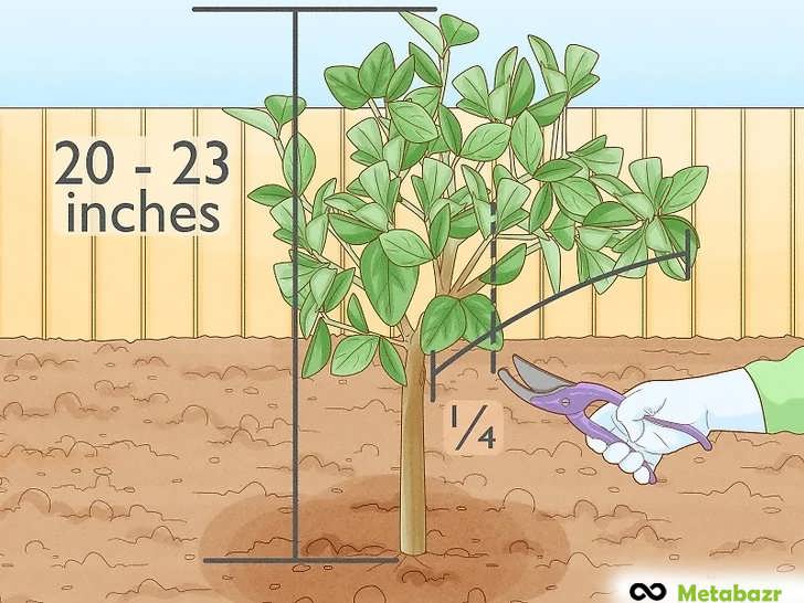 کوتاه کردن هرگونه شاخه بلند و باریک در درختان مرکبات تازه کاشته شده