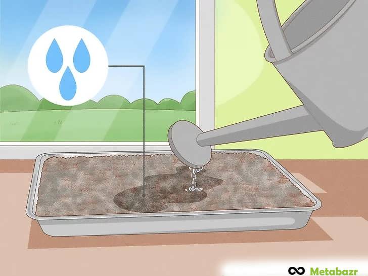 خاک را در صورت نیاز آبیاری کنید تا مرطوب بماند