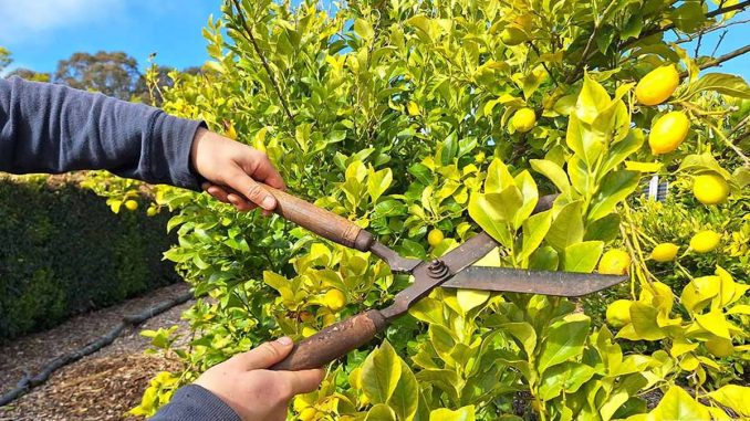 درختان مرکبات را هرس کنیم