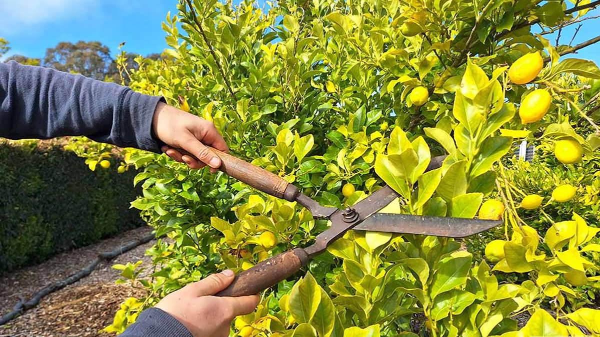 درختان مرکبات را هرس کنیم