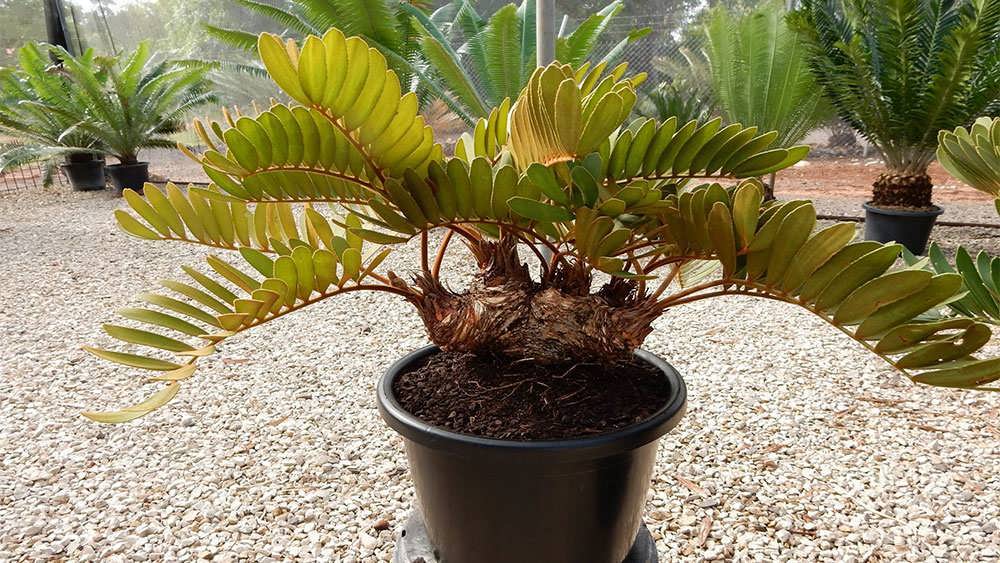 سیکاس زامیا